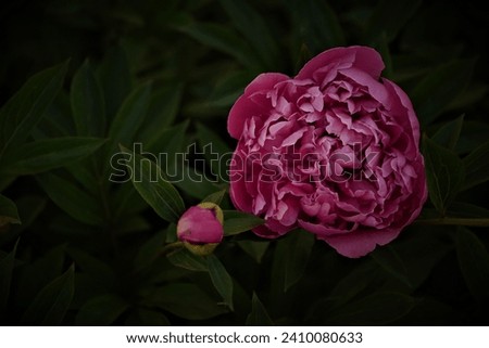 Big and small peonies are like mother and child.