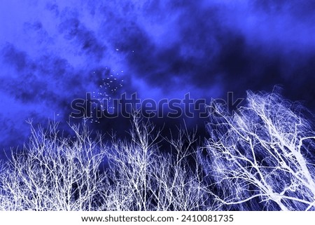 Flying white birds on blue heaven with clouds and white trees with bare branches, autumn motif, cold weather, winter time, blue and white photography, outdoor, color invert