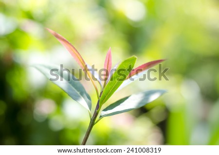 Fresh green leaves on nature backgrounds.
