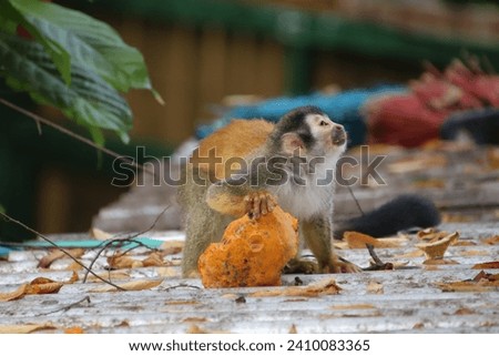 Squirrel Monkey on a roof in Costa Rica eating a mango.