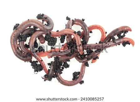 Group of earthworms isolated on a white background, top view. Gardening concept.