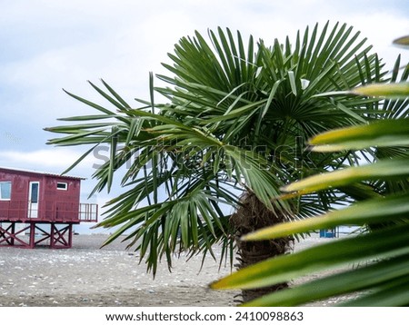 Palm trees against the backdrop of a cloudy gray sky. Rescue booth at sea in low season. Lifeguards are not working. Winter at sea.