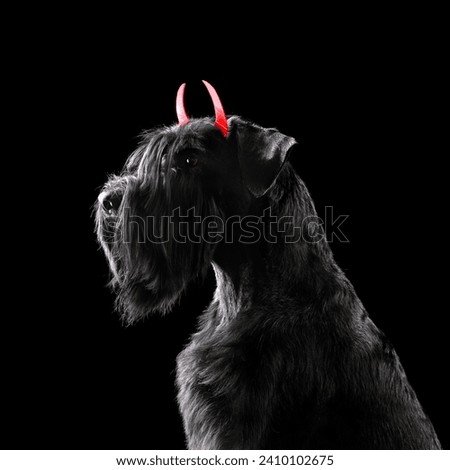 Black Mittelschnauzer dog wearing costume with red horns in the studio isolated on black background