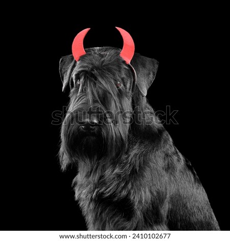 Portrait of black Mittelschnauzer dog wearing costume with red horns on black background