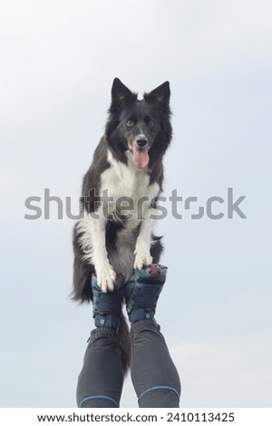 Smartest breed Border Collie sitting on owner's feet, doing dog tricks