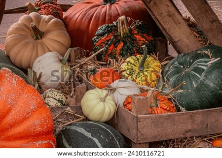 Autumn farm display of pumpkins and gourds.
