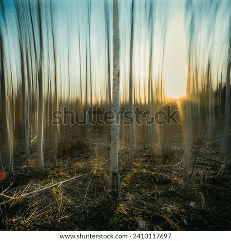 Birch at Sunset abstract slow shutter speed.
