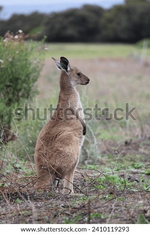 Close up of joey kangaroo.