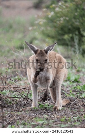 Cute joey kangaroo crouching to graze.