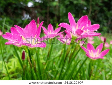 beautiful pink zephyranthes flowers, blooming in the morning