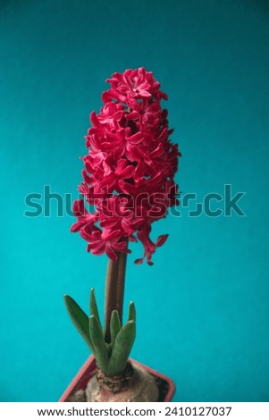 Hyacinth "Fondant" "Pink frosting", Hyacinthus orientalis - common, Dutch or garden hyacinth with pink flowers, isolated on turquoise background