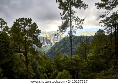 Forest on a rainy day in the Sierra Madre Occidental of Mexiquillo Durango Royalty-Free Stock Photo #2410137517