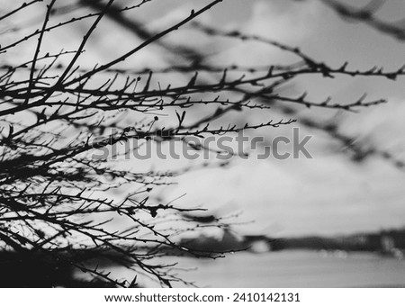 Close up of branches against the sky 