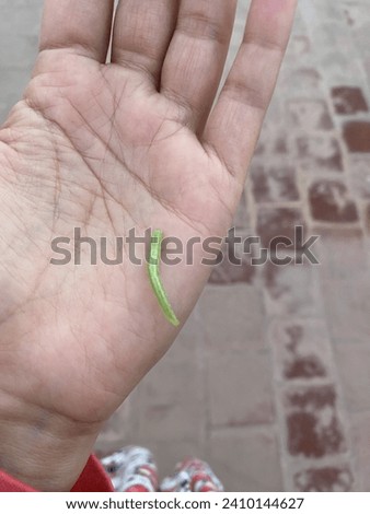 A long green moth caterpillar crawling on the human hand 