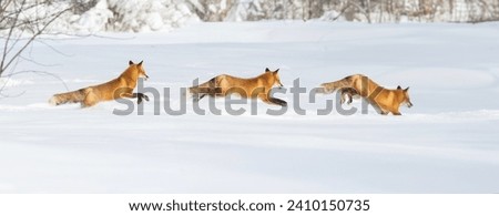 red fox running in winter