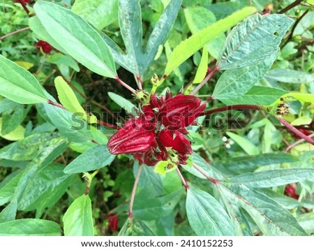 Red Roselle Flower (Jamaica sorrel, Rozelle or hibiscus sabdariffa). Rosella fruit is believed to be able to inhibit the absorption of saturated fatty acids and reduce levels of triglycerides  Royalty-Free Stock Photo #2410152253