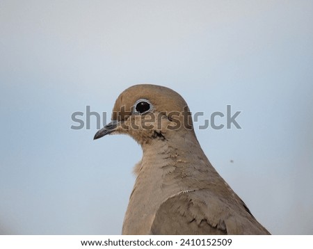 Up close picture of a dove