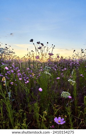 Field of purple flowers in Laguna Grande Zacatecas