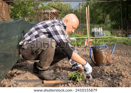 A man plants tomato seedlings in a garden bed. Royalty-Free Stock Photo #2410155879