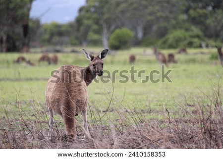 Watchful kangaroo in grassy paddock.