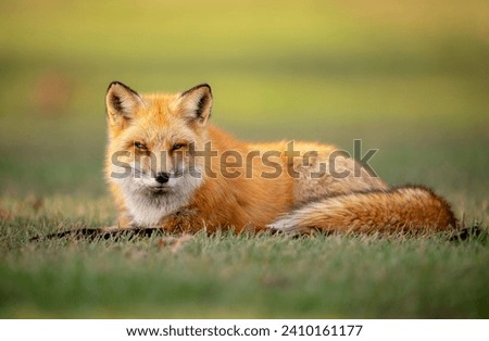 Exceptional pose of a Red fox 