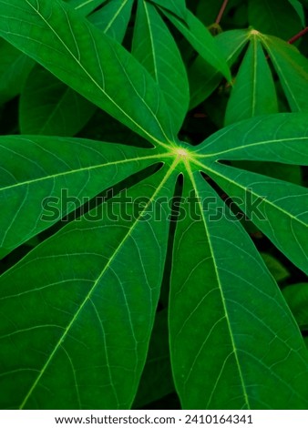 Photo of green cassava leaves