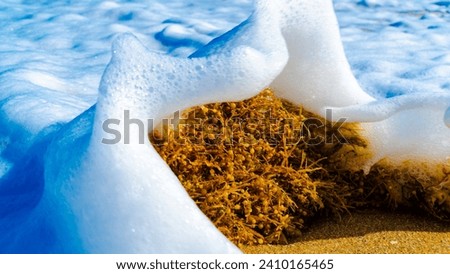 Sea weed in sea foam