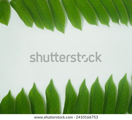 Green foliage on white background top view. Fresh pedestal and leaves for advertisement.  A presentation mock-up of an eco-friendly product. Top view. Minimal flat layout.