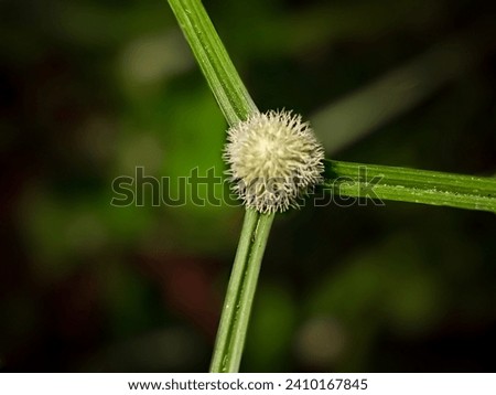 grass flower, beautiful grass flowers in the middle three of the grass leaves