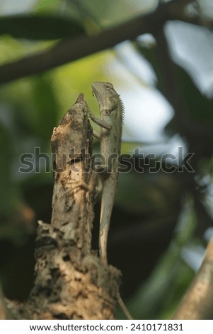 a chameleon crawling in the wood