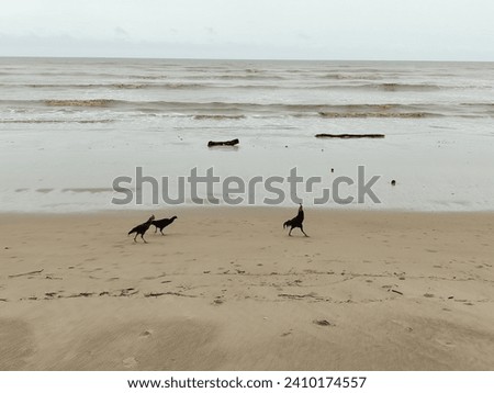 Wild chickens walking on the beach.