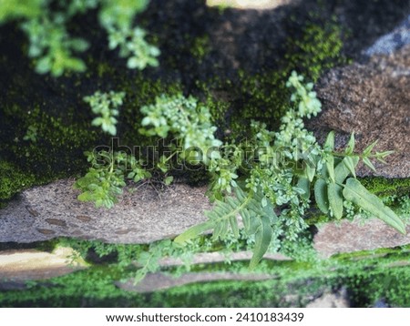 green plants that grow on rocks