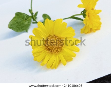 Lovely beautiful flowers and I'm yellow colour.