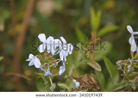 close up view of a white flower and green leaves in garden, at hajizai shabqadar