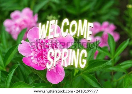 Pink peony flower on a blurred green background. The concept of spring. Welcome spring