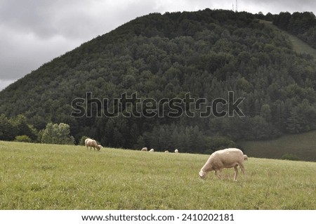 Beautiful Panorama with Lambs and Mountain
