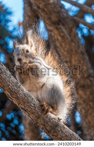The squirrel with nut sits on tree in the autumn. Eurasian red squirrel, Sciurus vulgaris. Portrait of a squirrel in autumn