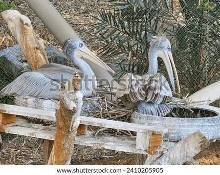 birds with long beaks crane Al Ain Zoo natural beauty animals scenery Great Views Green background wallpaper HD natural environment earth Great Views