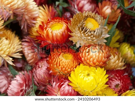 Close up on colorful bouquet of Xerochrysum bracteatum, commonly known as the golden everlasting or strawflowers. Royalty-Free Stock Photo #2410206493