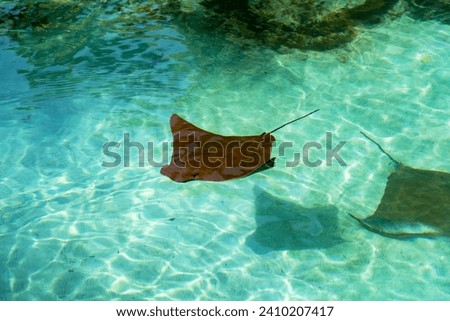Stingrays swimming in the lagoon Royalty-Free Stock Photo #2410207417