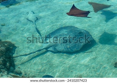 Stingrays swimming in the lagoon Royalty-Free Stock Photo #2410207423