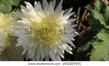 this picture is of Chrysanthemum ×grandiflorum flower