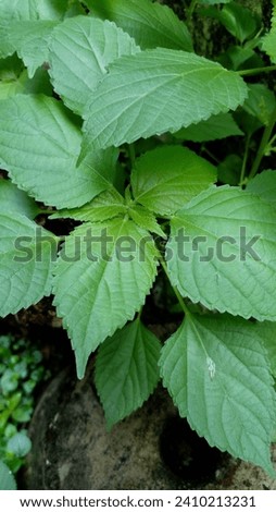 Stinging nettle or jelatang plants as quote background.