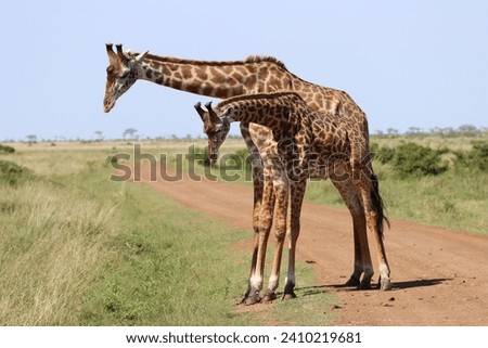 Giraffe’s ritual captured in Masai Mara National Park, Kenya