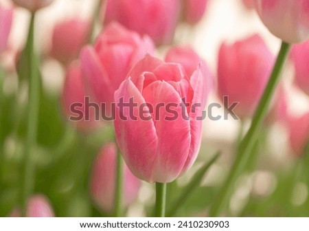 Close-up of sweet pink tulip flowers blooming in the garden with soft morning sunlight on a blurred background. 