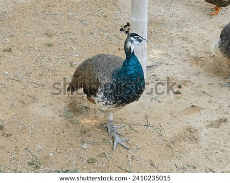 Male peacock Indian or blue peafowl background image isolated Nice background display Beautiful colourful natural beauty scenery Great Views HD Photo Royalty-Free Stock Photo #2410235015