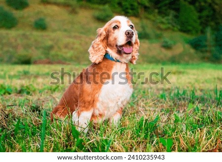 A dog of the English cocker spaniel breed is sitting on the grass. The dog is eight years old, old. The dog follows the command. Training. Hunter. The photo is blurred. High quality photo