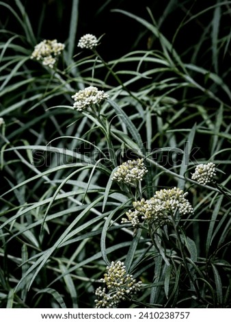 Edelweiss (Anaphalis javanica) that are still in bud grow on the bush