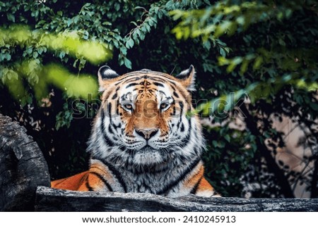 The Siberian tiger (Panthera tigris tigris) also called Amur tiger (Panthera tigris altaica) in the forest Royalty-Free Stock Photo #2410245913