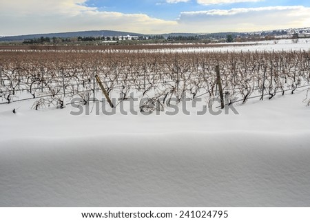 Rare picture of Apuglia landscape with snow. Vineyard in winter